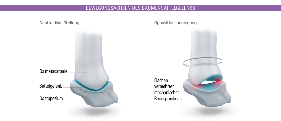 Bewegungsachsen des Daumensattelgelenks