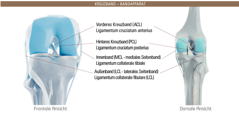Kreuzband - Bandapparat