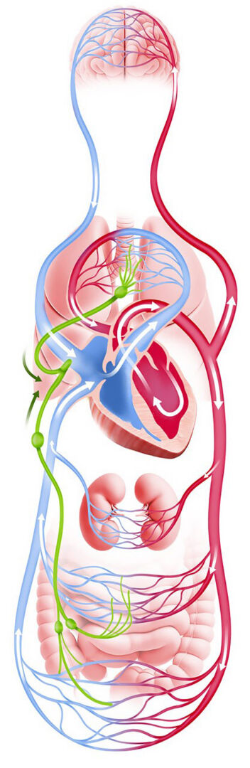 Das Lymphsystem